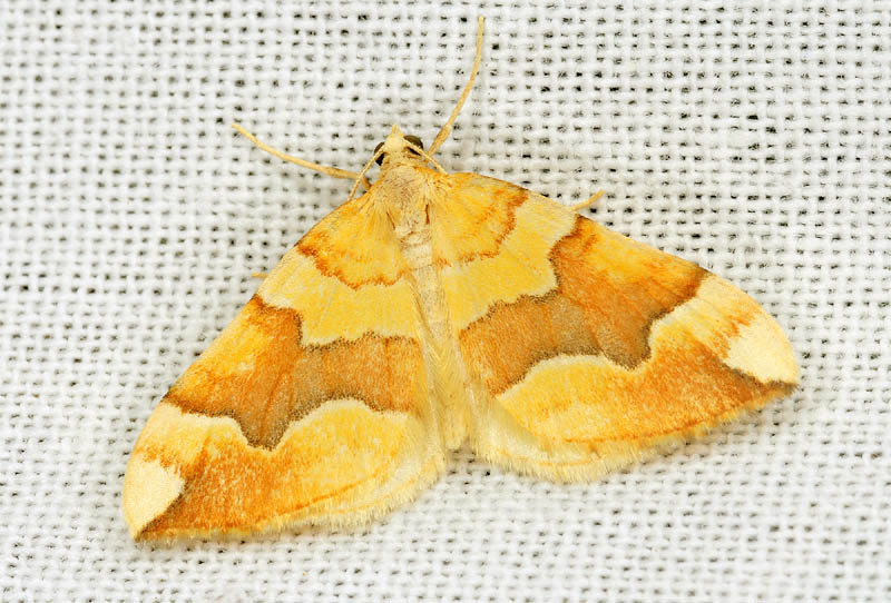 Geometridae - Cidaria fulvata